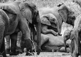 Serondella - elephant pile3-2 Serondella - elephant pile3-2
